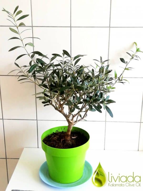 how to grow olive tree indoors 3