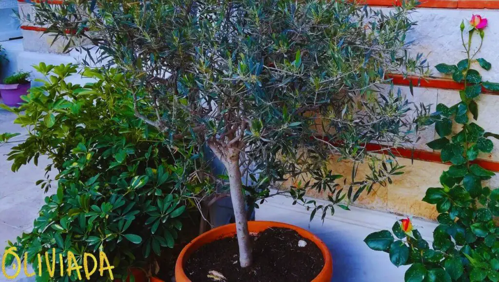 how to revive olive tree and bring back to life. A potted olive tree with yellowing leaves and dead branches is being pruned, fertilized, and watered to bring it back to life.