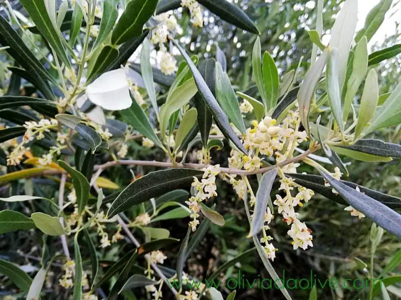 olive tree flowering
