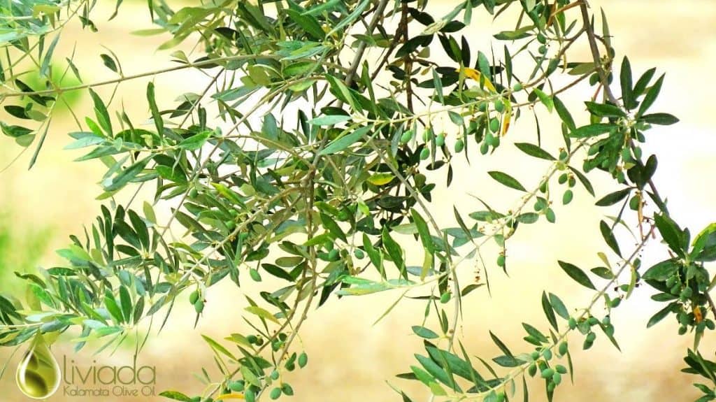 13 Great Solutions on How to Revive Olive Tree & Bring Back to Life