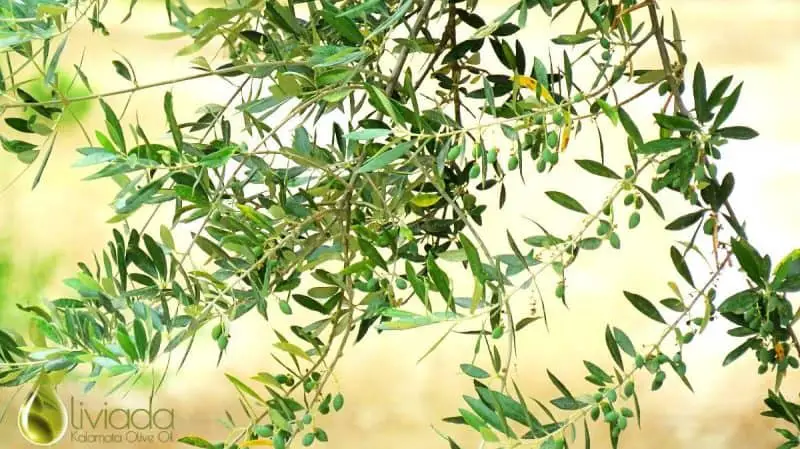 olive tree leaves