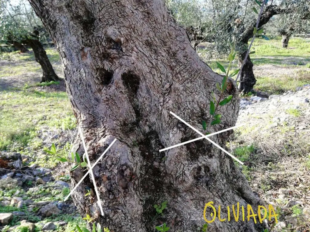 pruning water sprouts of olive tree