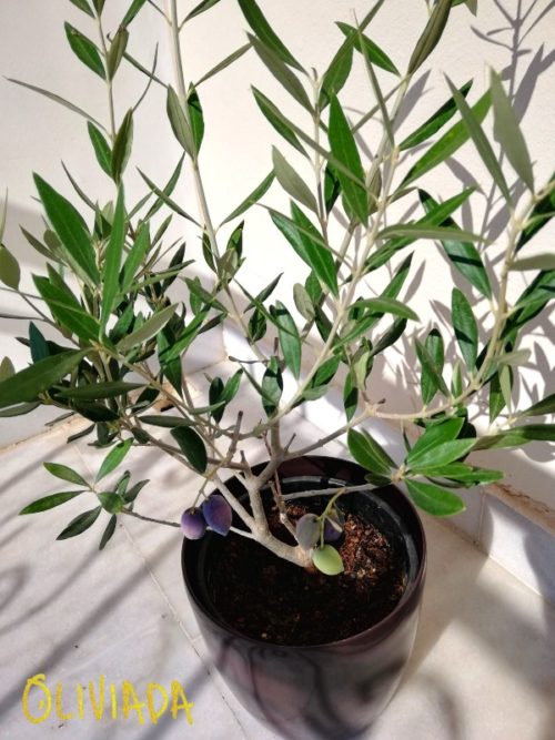 5 Best Olive Trees For Indoors Olive Tree Varieties To Grow Indoors