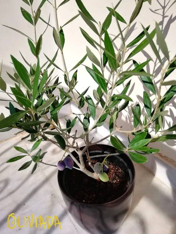 revive olive tree by identifying a problem
