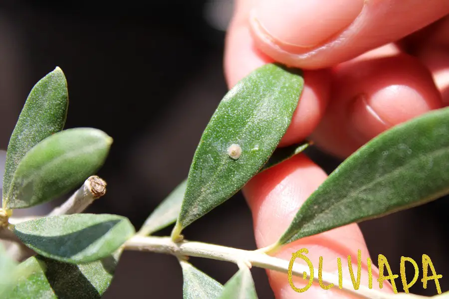 scale insects are most common problems for olive trees