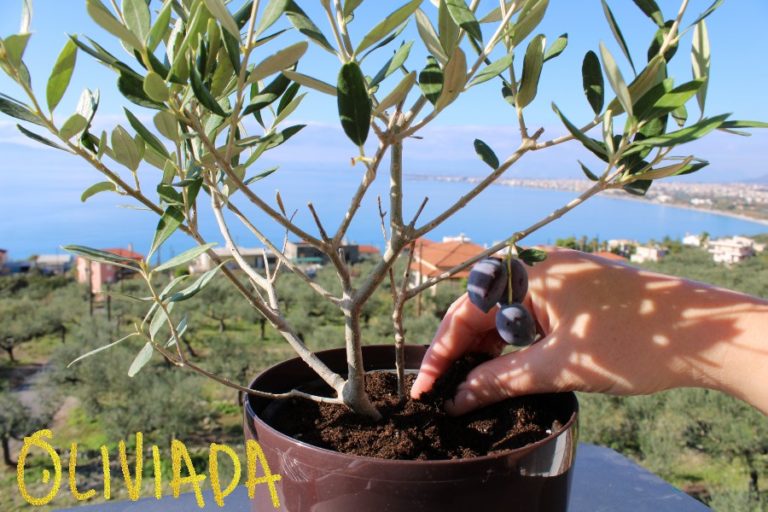 Water Requirements For Olive Trees In Pots