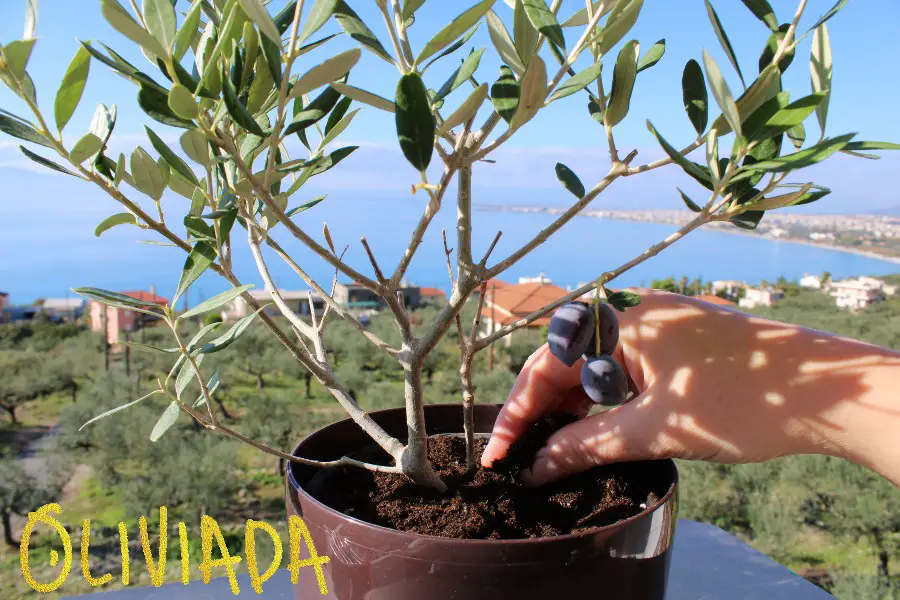 touch the soil of olive tree before watering