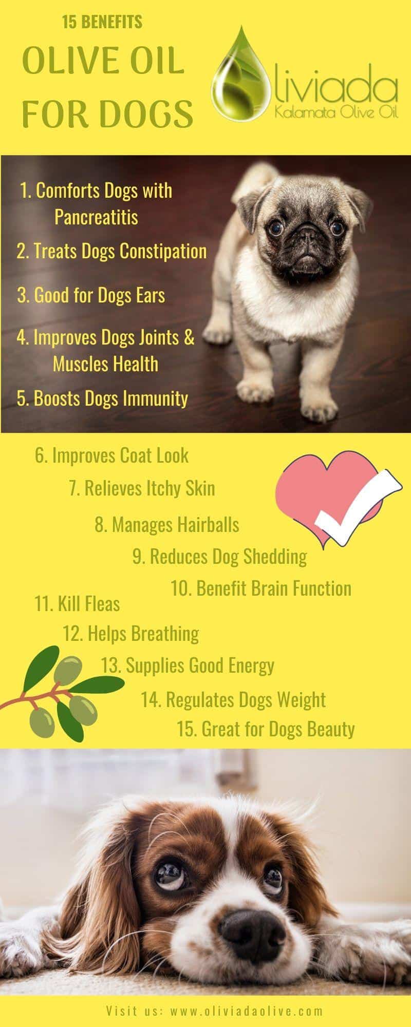 Is Olive Oil Good For Dogs 15 Reasons Why Olive Oil Safe For Dogs