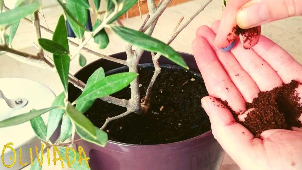 5 Best Fertilizers for Olive Trees in Pots