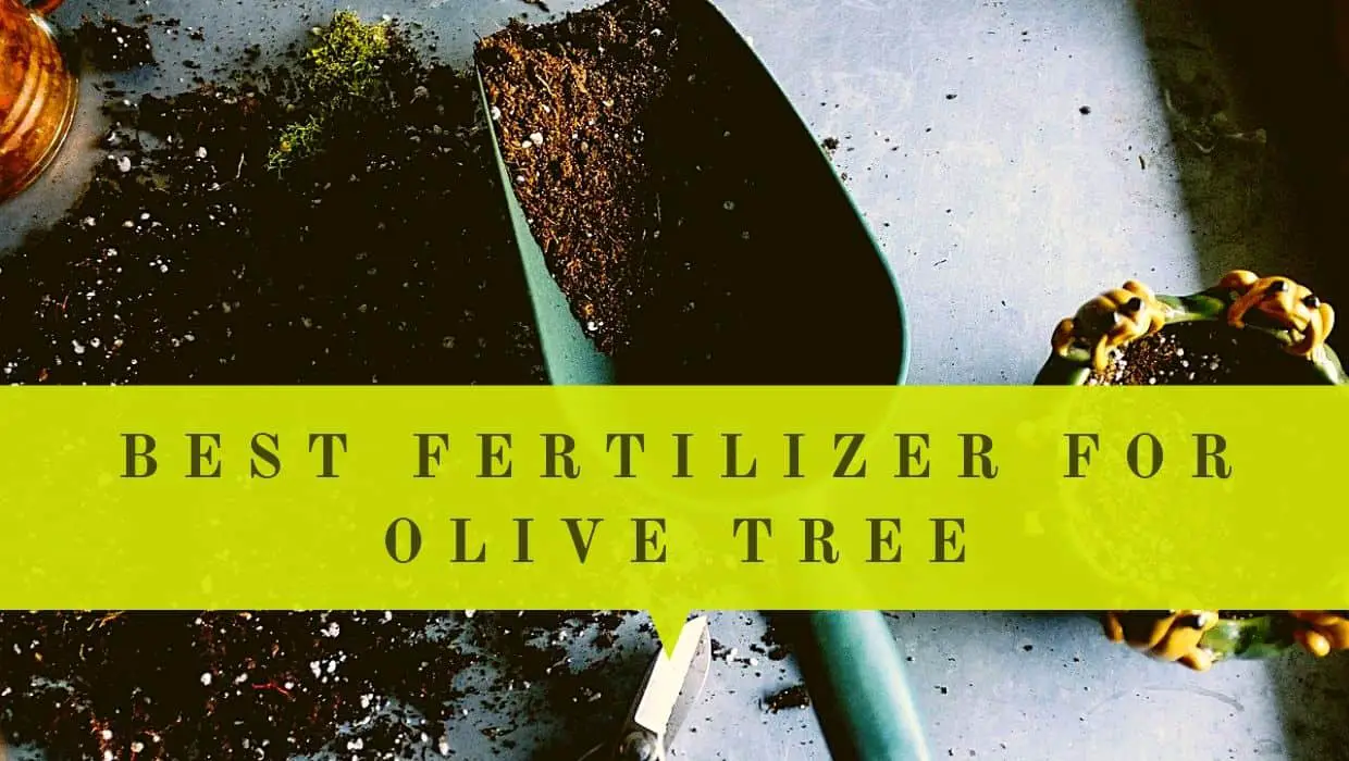what is the best fertilizer for olive trees in pots