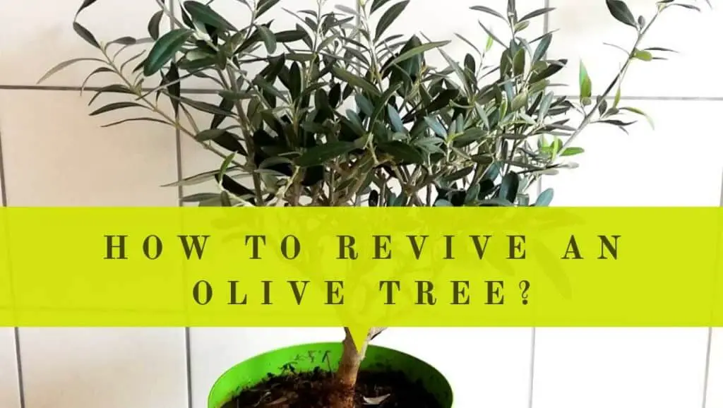 how to revive olive tree