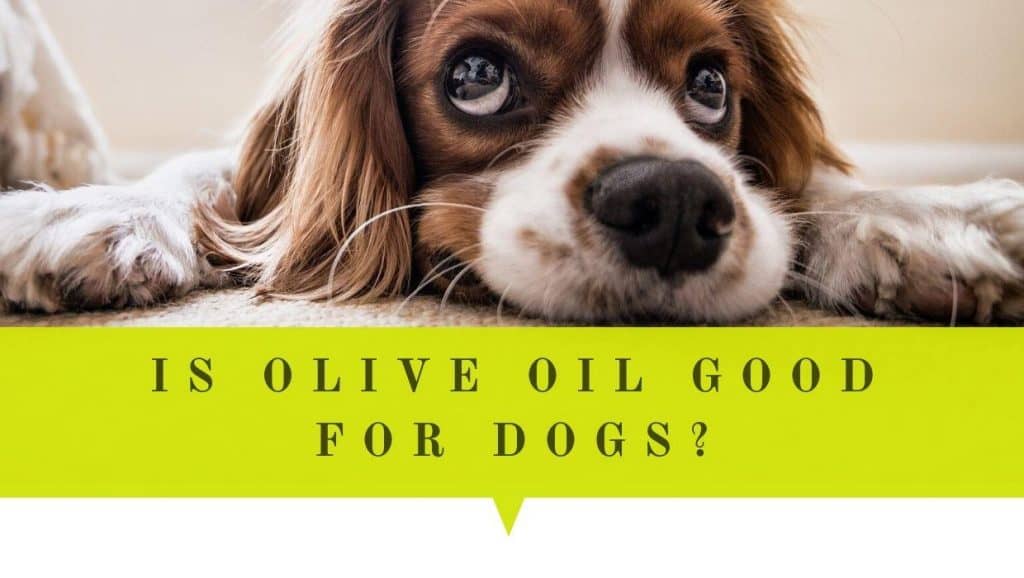 is olive oil good for dogs
