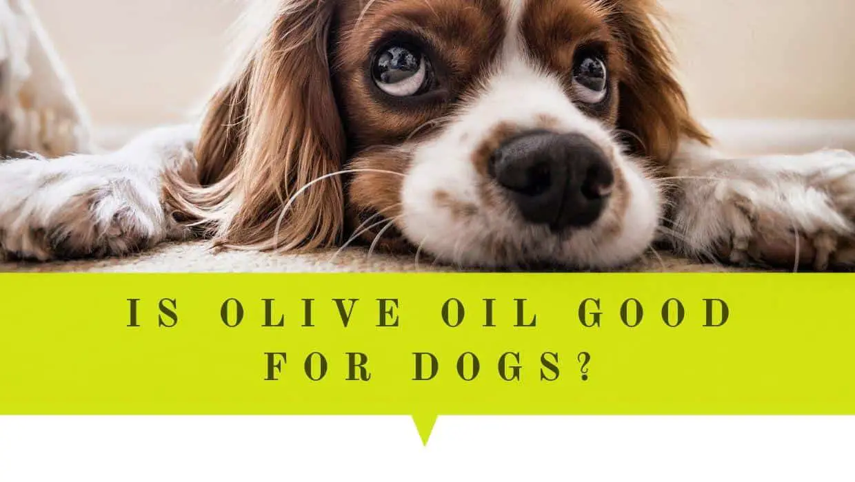 is olive oil good for dogs constipation