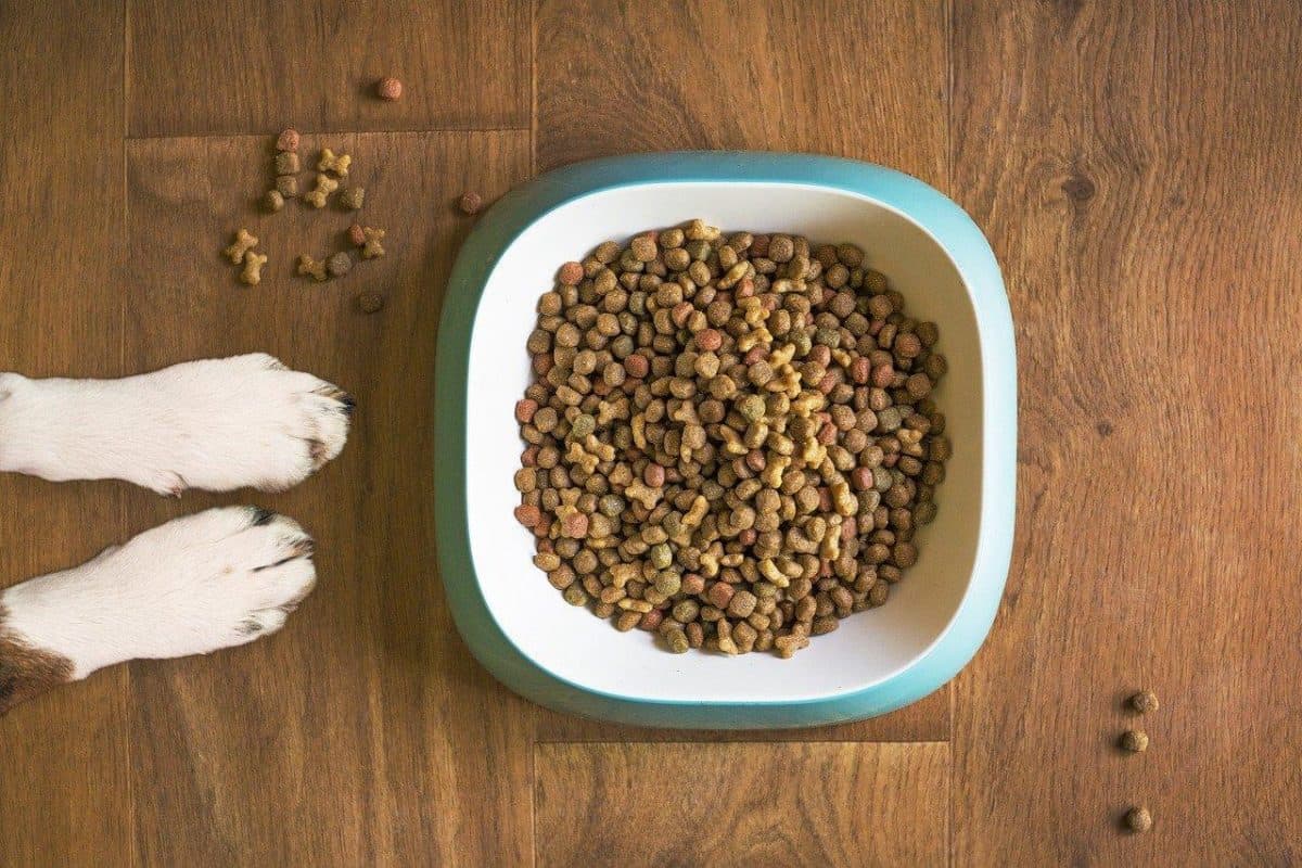 Is Olive Oil Good For Dogs? 15 Reasons Why Olive Oil Safe For Dogs
