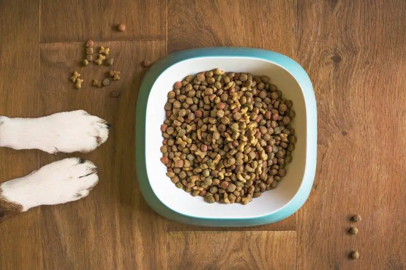 dry meal bowl for dogs