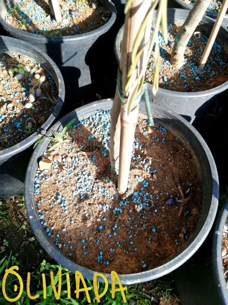 best olive tree fertilizer to improve growth