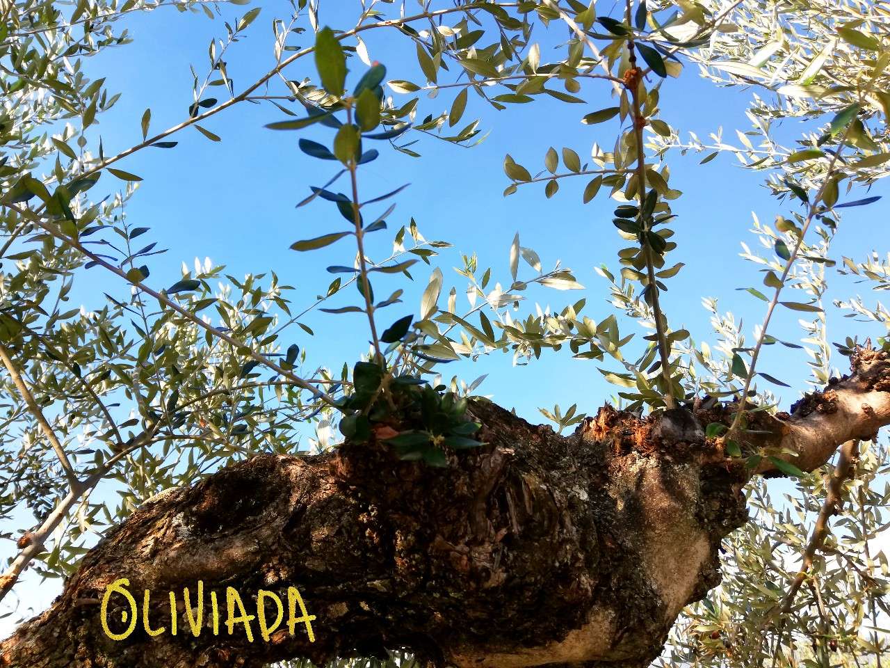 water shoots on olive trees pruning