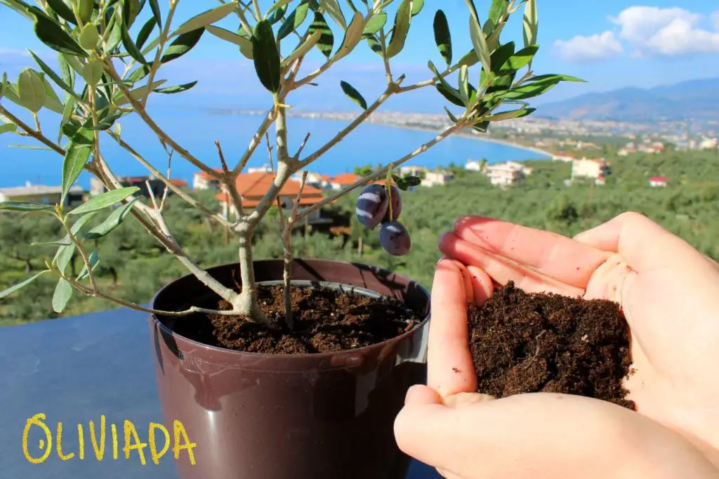 Hands holding nutrient-rich soil with a small olive tree in a pot, representing the best soil for olive trees in pots