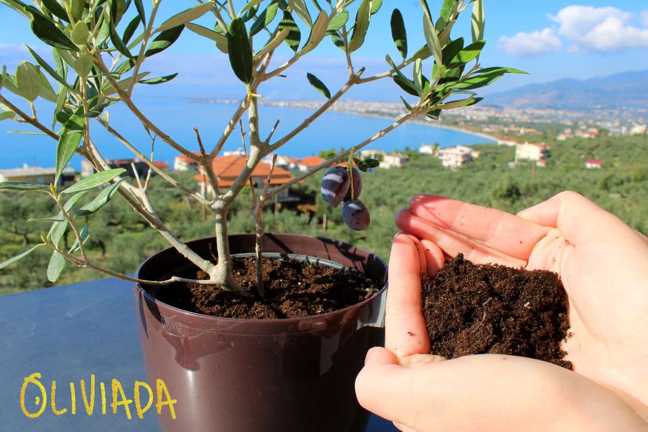 best soil for olive trees in pots
