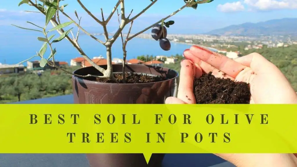 best soil for olive trees in pots