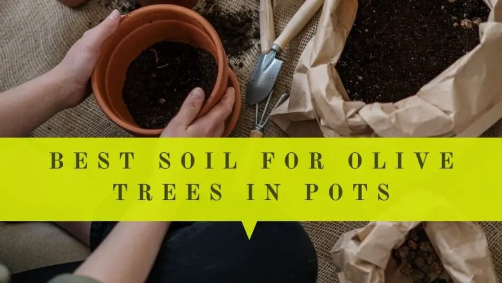 Best Soil For Olive Trees In Pots Beginner’s Guide