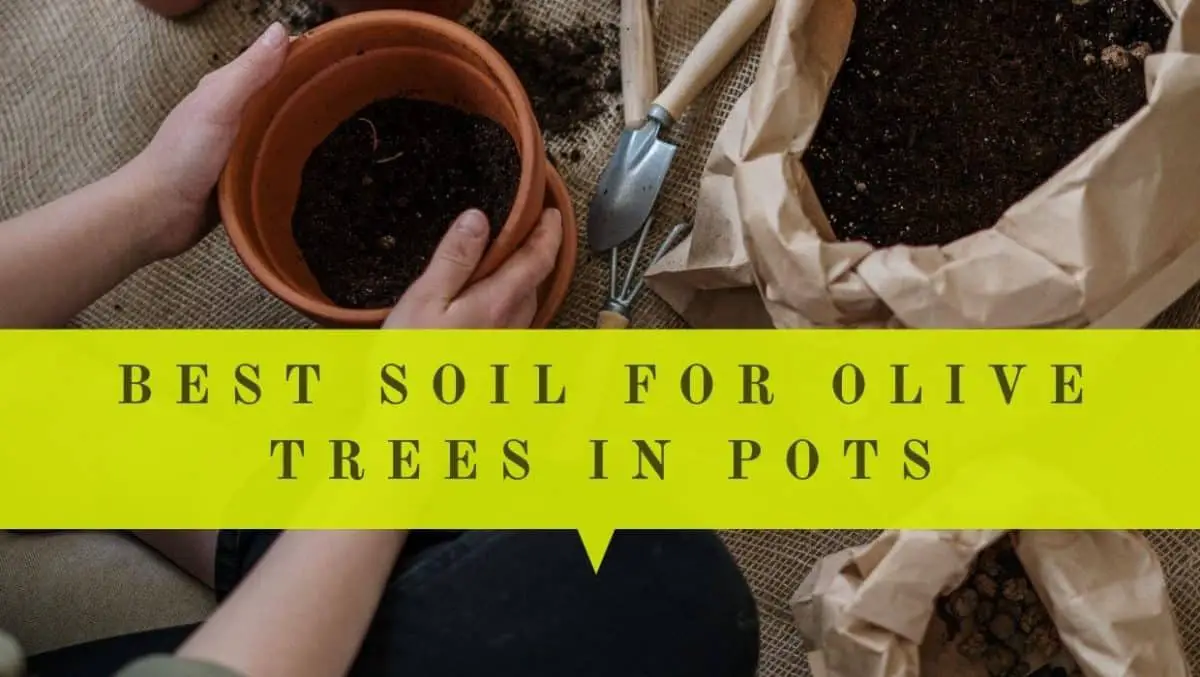 5 Best Fertilizers for Olive Trees in Pots