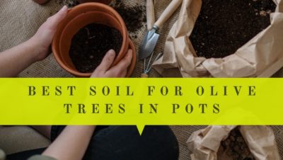 best soil for olive trees in pots indoors