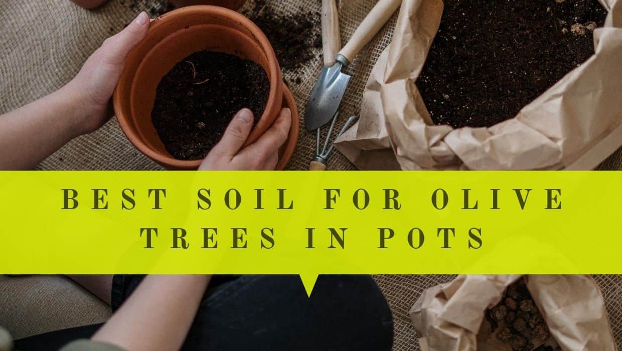 Best Soil For Olive Trees In Pots Beginner’s Guide
