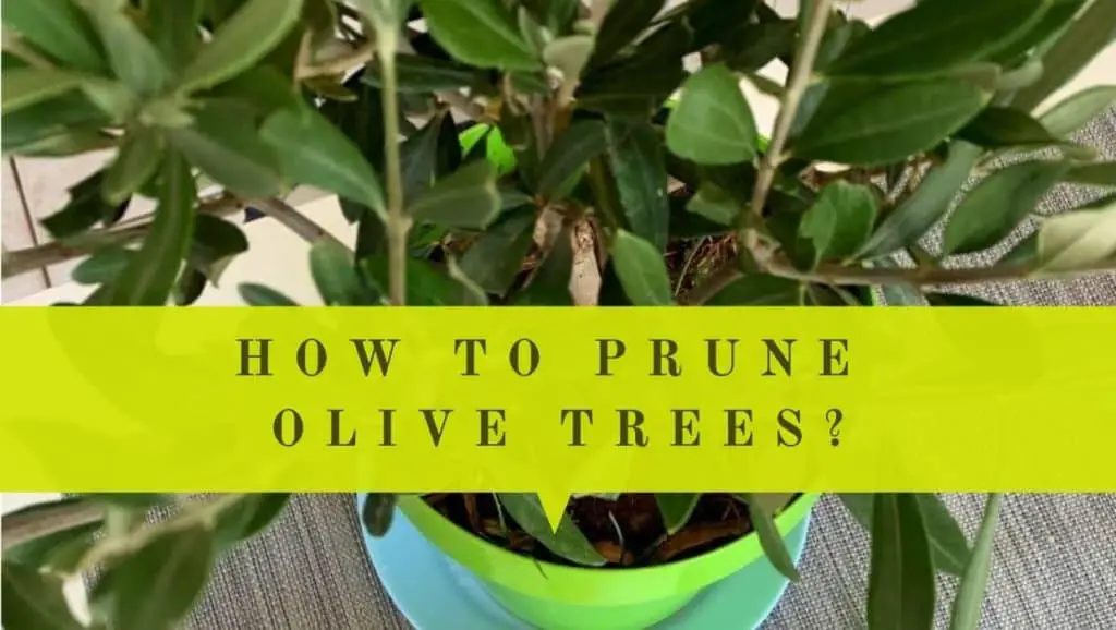 prune olive trees in pots