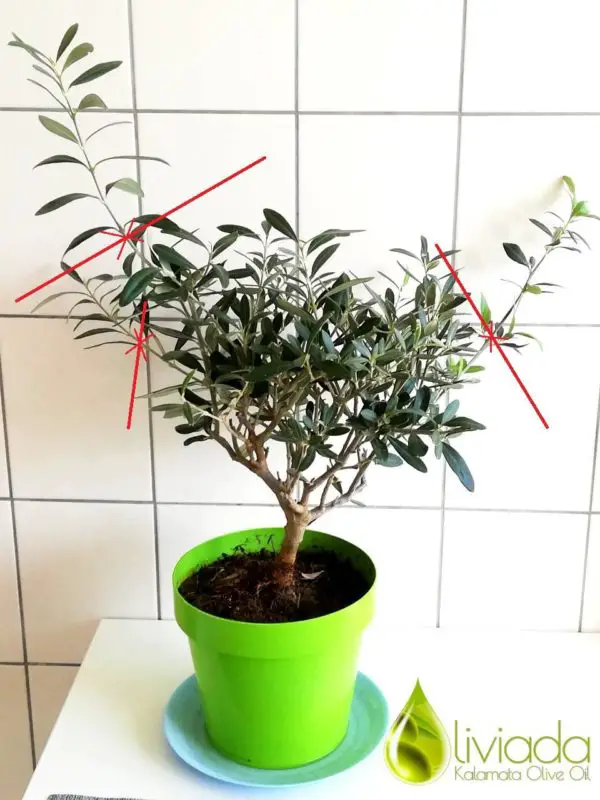 prune olive trees in pots example