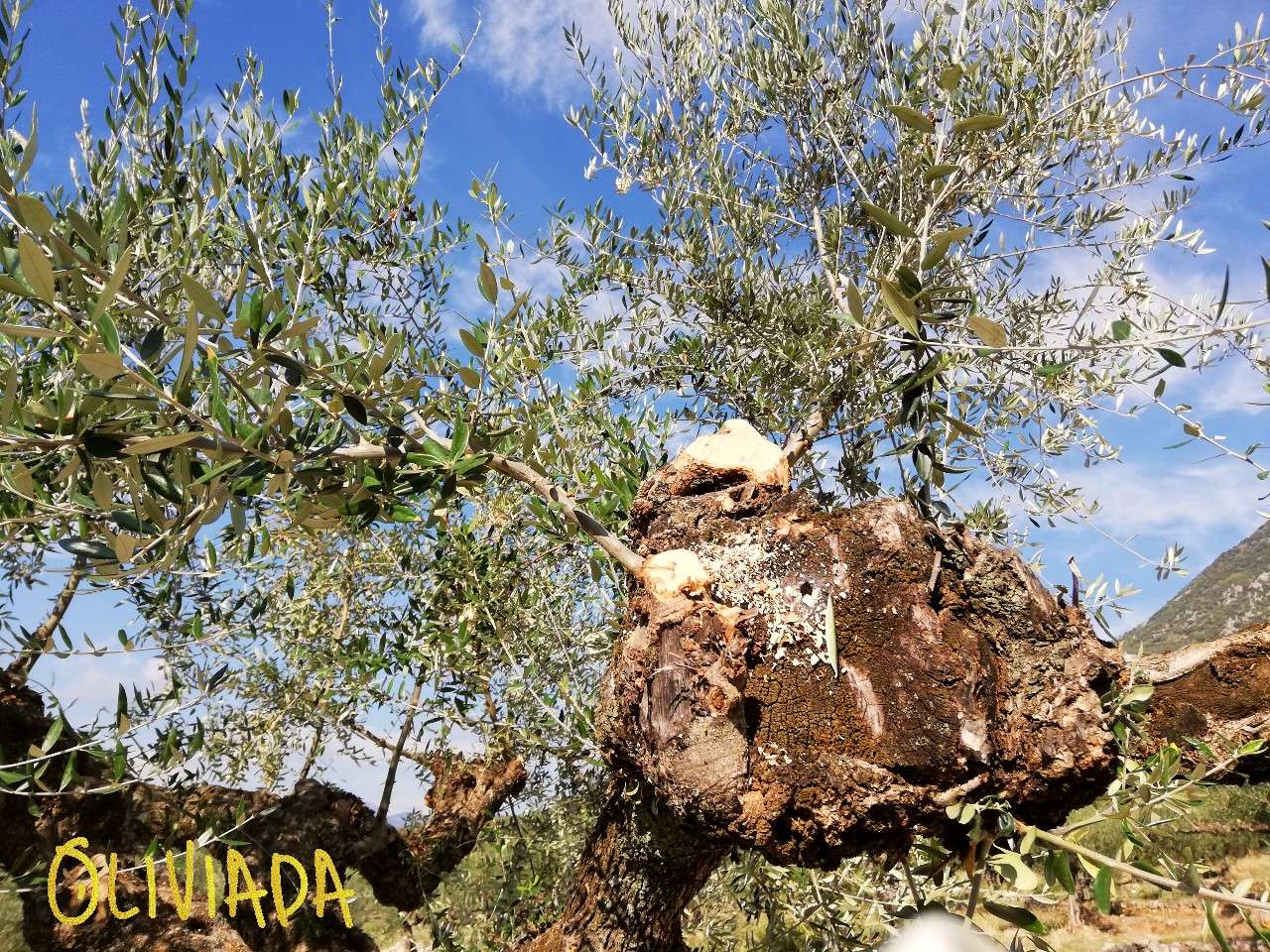pruning mature olive trees