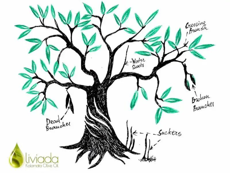 pruning olive tree graphics