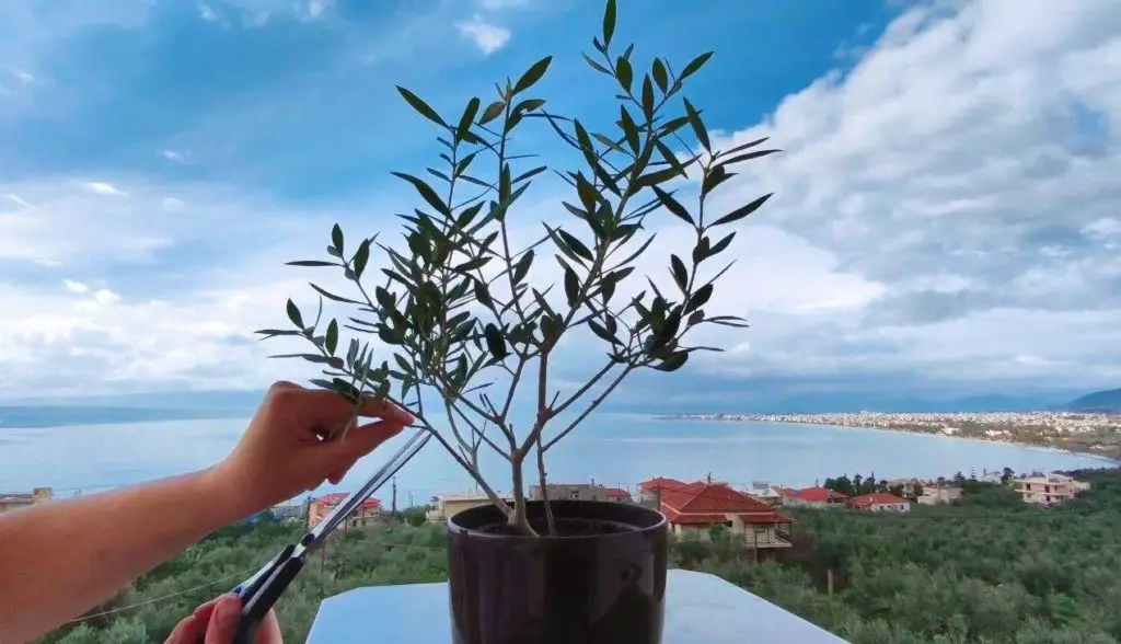 pruning olive trees in pots