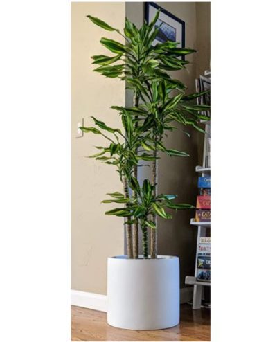 Fox & Ferm Large Planter fits for olive trees