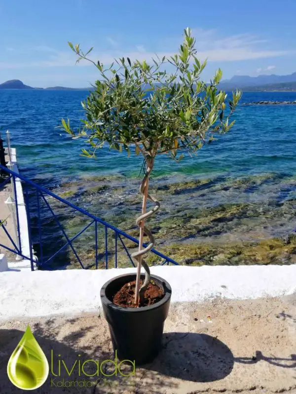 arbequina olive tree