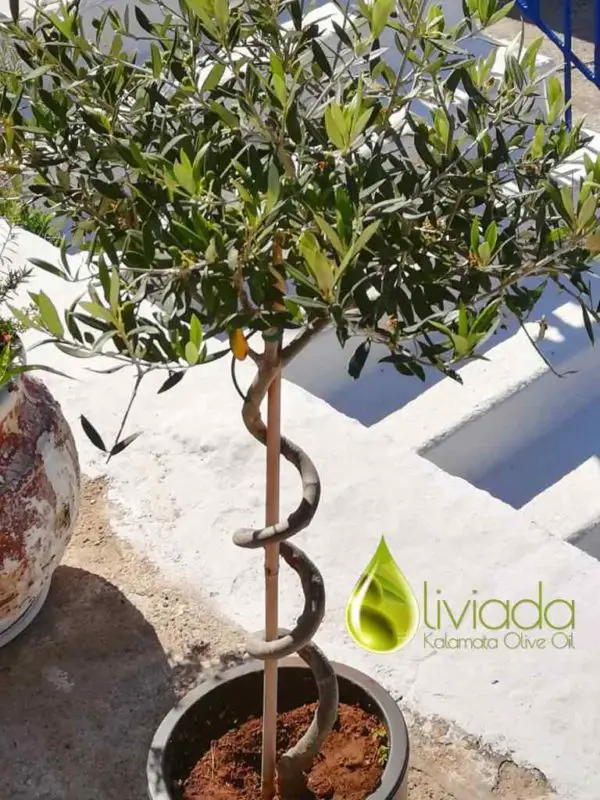 arbequina olive tree in pot