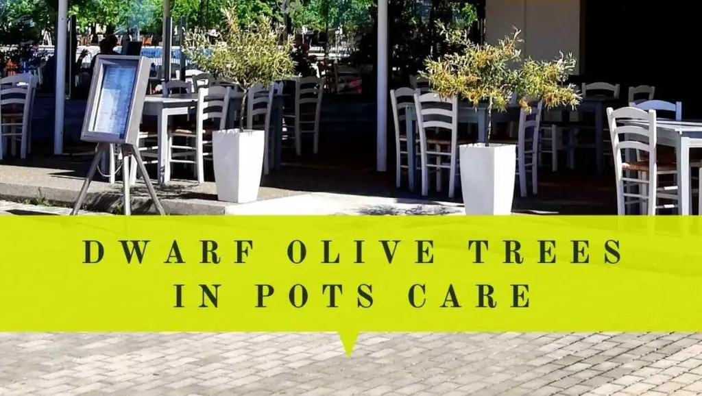 dwarf olive trees in pots care