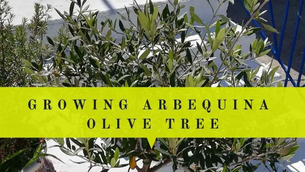 grow arbequina olive tree in pot