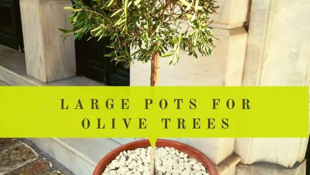 large pots for olive trees