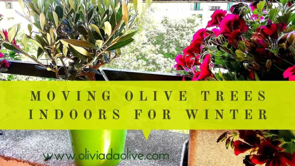 moving olive trees indoors for winter