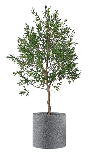 olive tree in large pot clay