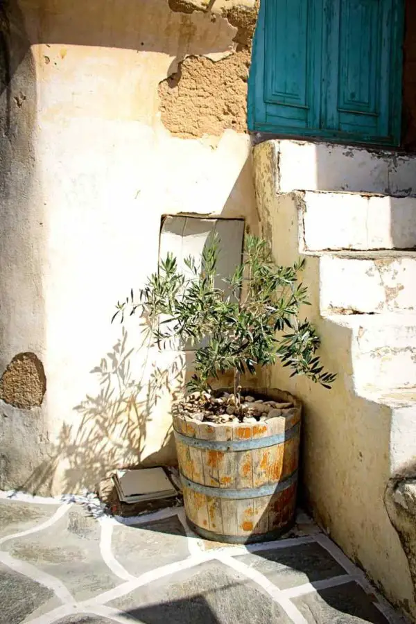 olive tree in winter