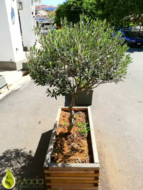 dwarf olive tree in container