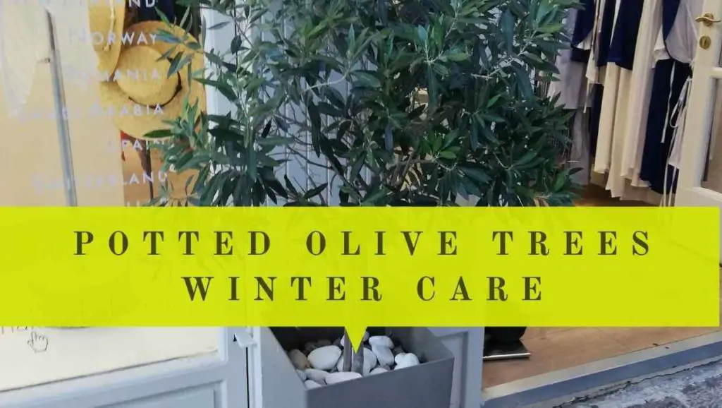 olive trees in pots winter care