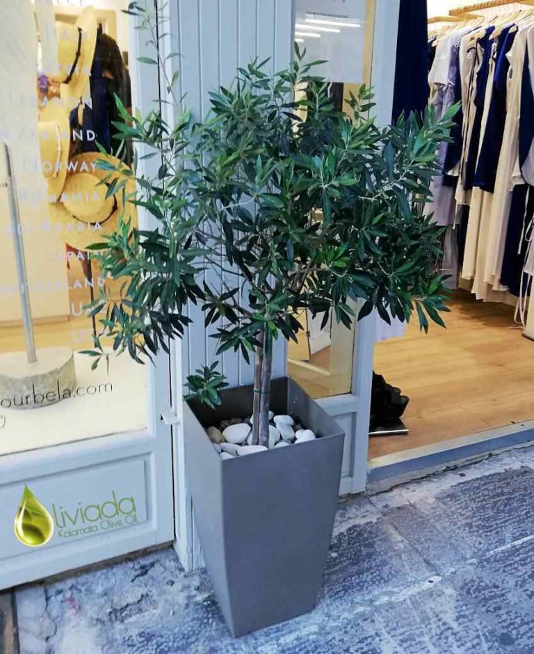 Best Time To Repot Olive Trees How To Repot Olive Trees