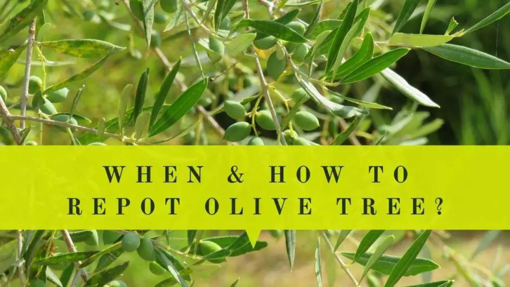 repot olive trees