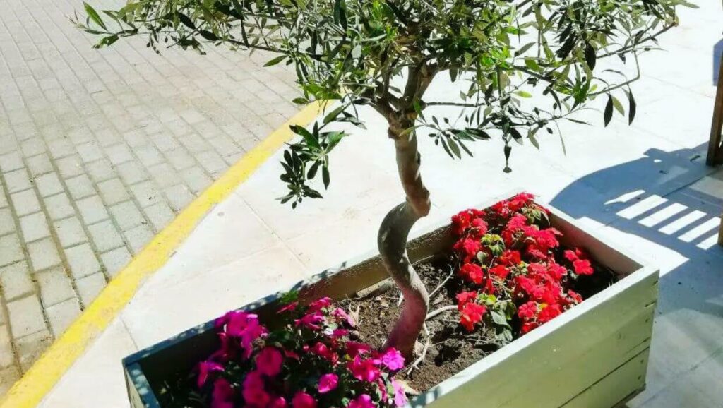 Best Companions for Olive Trees: An olive tree in a pot surrounded by vibrant and beautiful companion flowers.