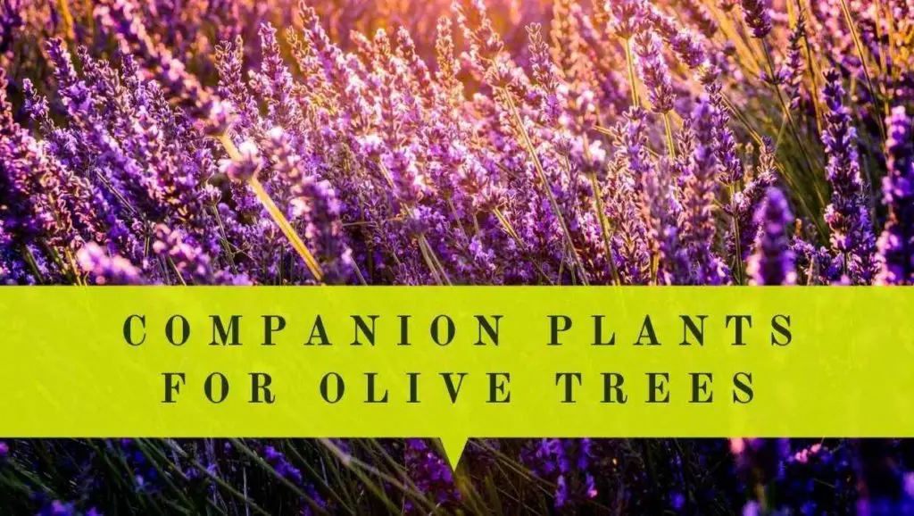 best companion plants for olive trees