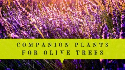 best companion plants for olive trees