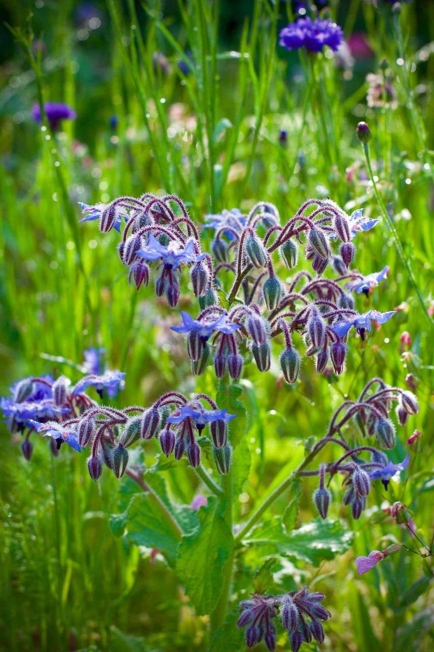 borage is beautiful blue flower plant